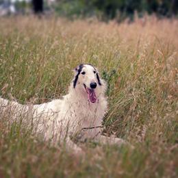 Borzois from Marian Broadhurst