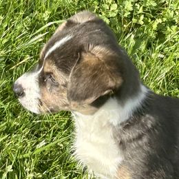 American Corgi Puppies from Patriot American Corgi