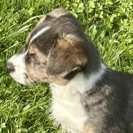 American Corgi Puppies from Patriot American Corgi