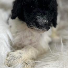 Goldendoodle and Poodle Puppies from Elizabeth Rocha's Doodles