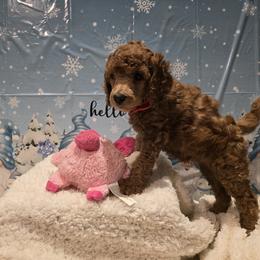 Red Collar - Red  female Poodle puppy in Vass, North Carolina from Dakliff Standard Poodles