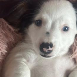 Dachshunds from Queens of the South