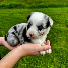 Ella - Blue merle female Miniature Australian Shepherd puppy in Mount Carmel, Tennessee from Hill Top Mini Aussies