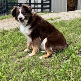 Miniature American Shepherds and Toy Australian Shepherds from Millers Minnie Aussies- and Toys!