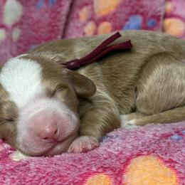 Red - Red female Bernedoodle puppy in Yuciapa, California from AlltheDoodlez_
