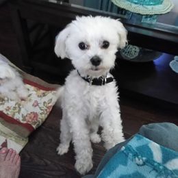 Maltese Puppies from Franny's Maltese Puppies