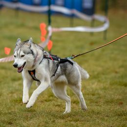 Siberian Husky All Grown Up from Burkeson Siberian Huskies