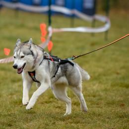 Siberian Husky All Grown Up from Burkeson Siberian Huskies