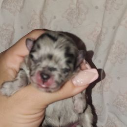 Girl 1 - Pomeranian puppy in Fort Lauderdale, Florida from El'Cienna Poms