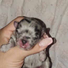 Girl 1 - Pomeranian puppy in Fort Lauderdale, Florida from El'Cienna Poms