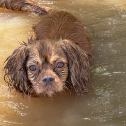 Axel - Cavalier King Charles Spaniel