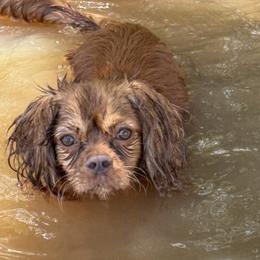 Axel - Cavalier King Charles Spaniel