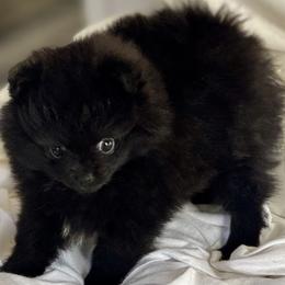 Lily - Black female Pomeranian puppy in Laytonville, California from Starlight Pomeranians