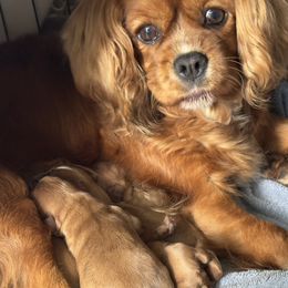 Cavalier King Charles Spaniel Puppies from FairHawk Downs