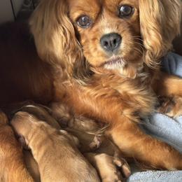 Cavalier King Charles Spaniel Puppies from FairHawk Downs