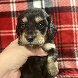 Peace - Black and cream male Dachshund puppy in Biloxi, Mississippi from Southern Doxies Ms