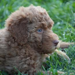 Ginny - female Golden Mountain Doodle puppy in Murray, Utah from Good Looking Dogs