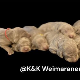 Weimaraner Puppies from K&K Weimaraners