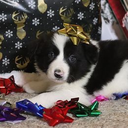 Miney - Black male Border Collie puppy in Richmond, Maine from Lil Maine Border Collies