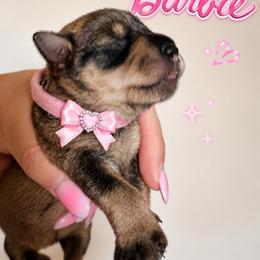 Barbie - Salt and pepper female Miniature Schnauzer puppy in Westminster, Colorado from Happy Schnauzer