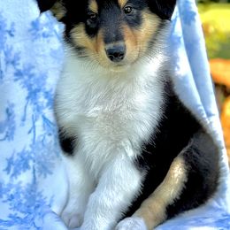 Collie Puppies from EverHeart Collies