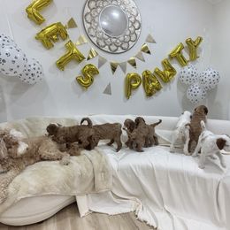 Goldendoodle Puppies from Soni the Doodle