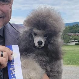 CH Bruno - Poodle
