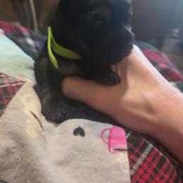 HARPER - Black and gold female Yorkshire Terrier puppy in Toledo, Ohio from Yorkies