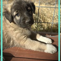 Teal - Fawn female Anatolian Shepherd Dog puppy in Clark, Wyoming from Fyne Acres