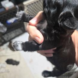 F black with blue paws - Black female Shih Tzu puppy in Missouri from Farm Animal Mommy Shih tzu's Michalek Dog Breeder