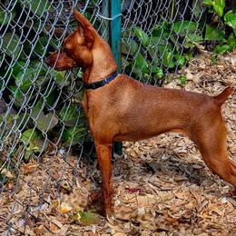Darcy - Miniature Pinscher