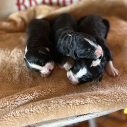 Pear - Tri-color male Bernedoodle puppy in Arabi, Georgia from Huckadoodle Farm