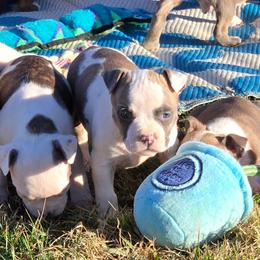 Doris - Blue brindle female American Staffordshire Terrier puppy in Clintwood, Virginia from SkyBlue Kennel
