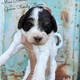 Jack Hammer - Brown and white male Bernedoodle puppy in Grove, Oklahoma from Guinn Family Farms