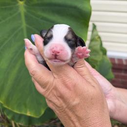 Ginger - Sable female Bernedoodle puppy in Russellville, Arkansas from Crossgate Doodles