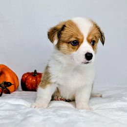 Conway - Sable and white male American Corgi puppy in Clarksville, Tennessee from Cold Creek Family Farm LLC