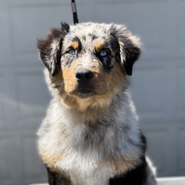Chuck - Australian Shepherd