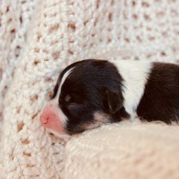 Boo - Black and tan male Pembroke Welsh Corgi puppy in La Porte City, Iowa from Cedar River Corgis