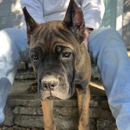 White Collar - Fawn female Cane Corso puppy in Kingsport, Tennessee from Gray Cane Corsos