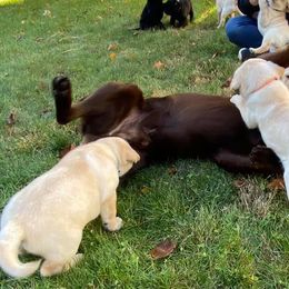 Labrador Retrievers from Willow Brook Kennel