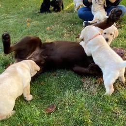Labrador Retrievers from Willow Brook Kennel