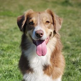 Tilly - Australian Shepherd