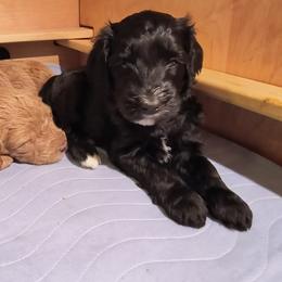 Australian Cobberdog Puppies from Lively Acres Cobberdogs