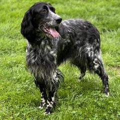 English Setter and Labrador Retriever All Grown Up from McFella’s Gun Dogs