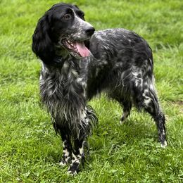 English Setter and Labrador Retriever All Grown Up from McFella’s Gun Dogs