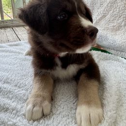 Siberian Husky Puppies from Southern Siberian Huskies of SW Florida