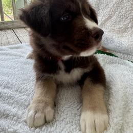 Siberian Husky Puppies from Southern Siberian Huskies of SW Florida