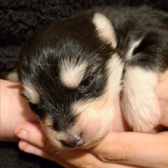 Female 6 - female Native American Indian Dog puppy in Glade Hill, Virginia from Indian Valley Kennels