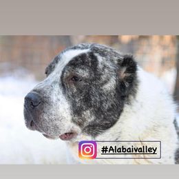 Central Asian Shepherd Dogs from Alabaivalley