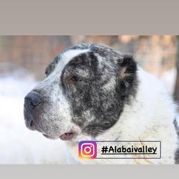 Central Asian Shepherd Dogs from Alabaivalley